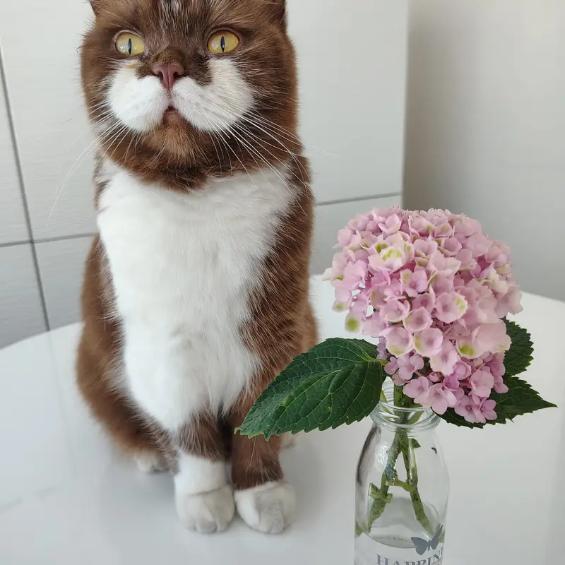 Kaatje T.'s photo entry of a cat with flowers